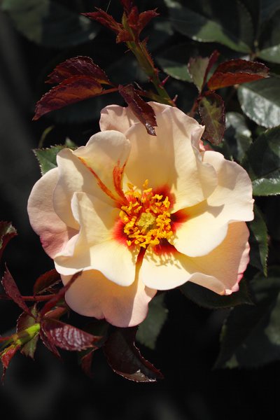 Rose 'Alisar Princess of Phoenicia'
