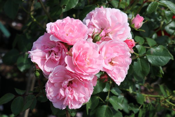 Rosier Bonica&nbsp;82, rosiers en pot