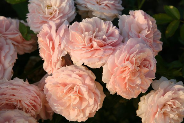 Rosier Cremosa, rosiers en pot