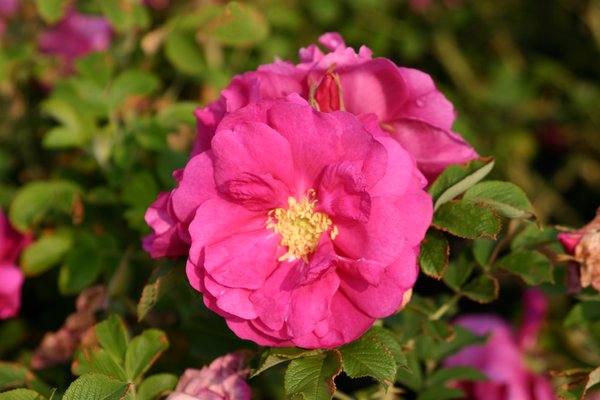 Rosier David Thompson, planter des rosiers rugueux