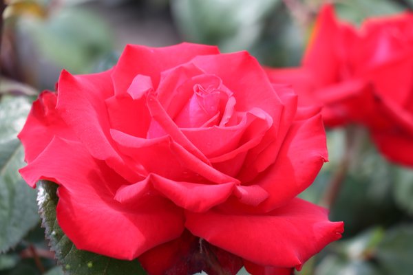 Rosier Grande Amore, planter des rosiers &agrave; grandes fleurs