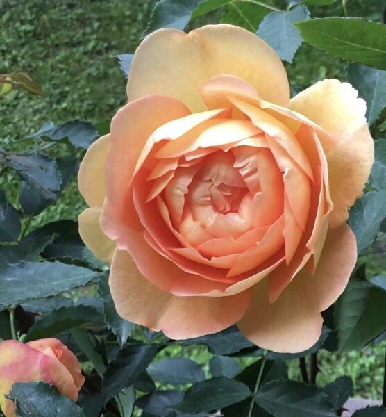 Stammrose 'Lady of Shalott'�