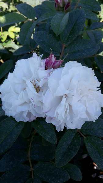 Rosier Louise Bugnet, planter des rosiers rugueux