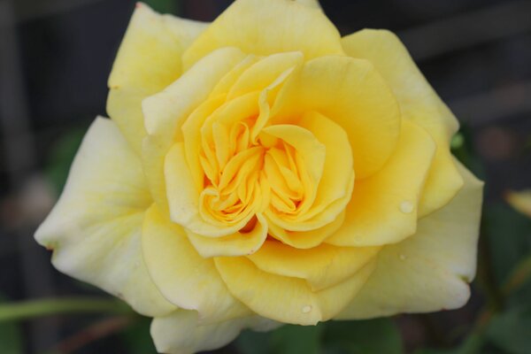 Roses parfum&eacute;es, Rosier de massif 'Souvenir de Marcel Proust'&reg;, parfum des roses