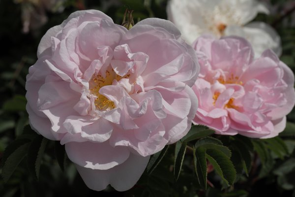 Planter une haie de rosiers, Rose Stanwell Perpetual Rosa pimpinellifolia