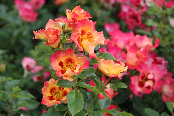 Rose Sunshine Babylon, arbustes &agrave; fleurs