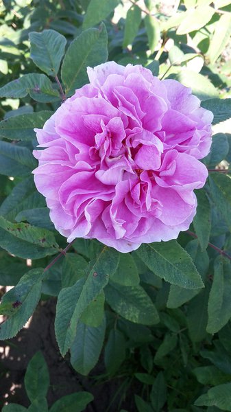 Rosier Therese Bugnet, planter des rosiers rugueux