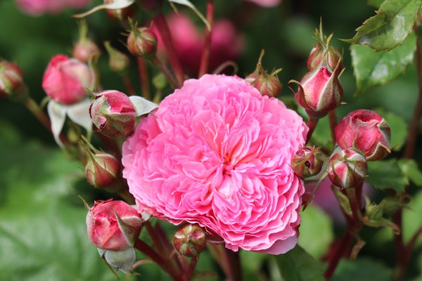 Planter et entretenir les rosiers &agrave; fleurs group&eacute;es, Guide de culture rosier &agrave; fleurs group&eacute;es Theo Clevers Lubera