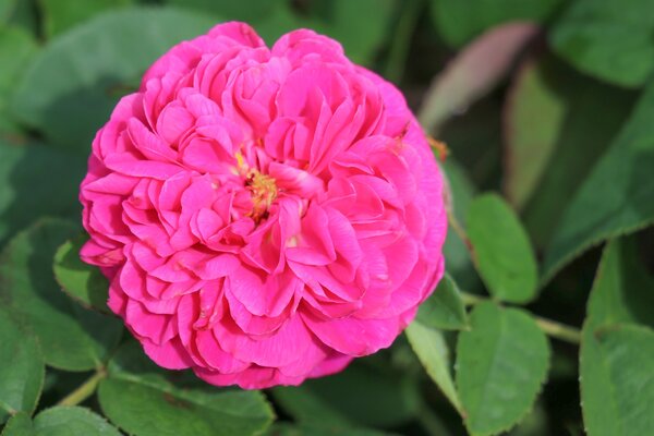 Rose, Historische Rose, Rose de Resht (korr)