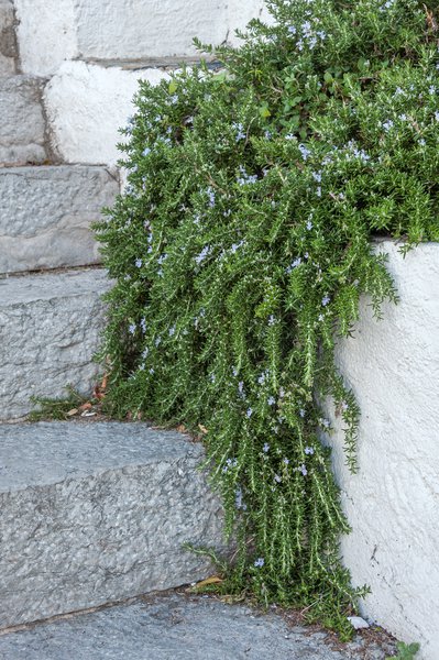 Rosmarinus officinalis 'Prostratus' Rosmarin 'Prostratus'