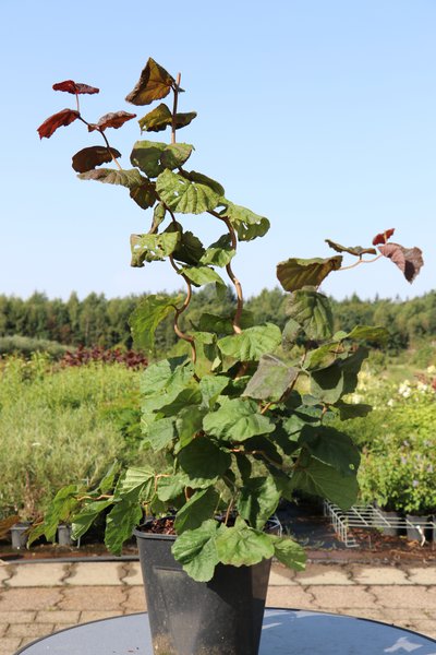 Corylus avellana 'Red Majestic' Rotbl�ttrige Korkenzieherhasel 'Red Majestic'