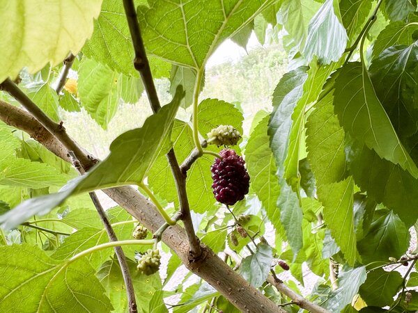 Morus 'Shades of Red', Morus alba, fruits du m&ucirc;rier