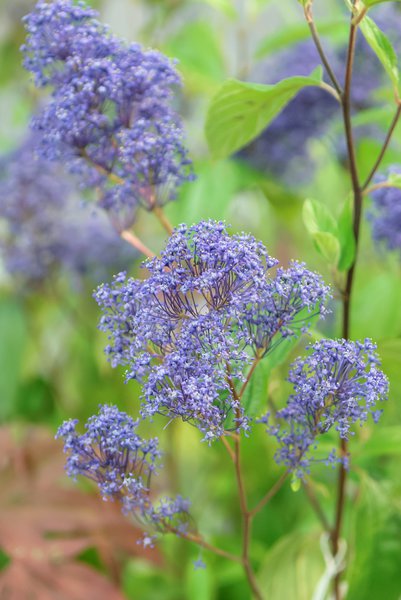 S�ckelblume 'Marie Bleu' Ceanothus delilianus 'Marie Bleu'