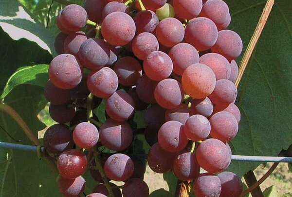 Vigne, vin, Vitis vinifera, Rose Dream