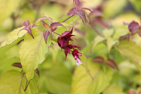 Leycesteria, arbre aux faisans 'Golden Lanterns', Leycesteria formosa, arbustes &agrave; fleurs