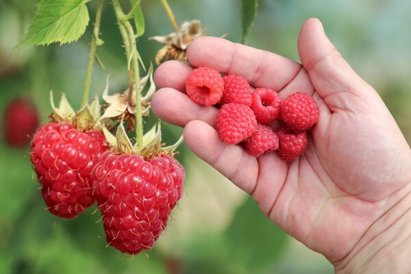 Framboise d'&eacute;t&eacute; Summer Chef&reg;, Autosuffisance en framboises et m&ucirc;res