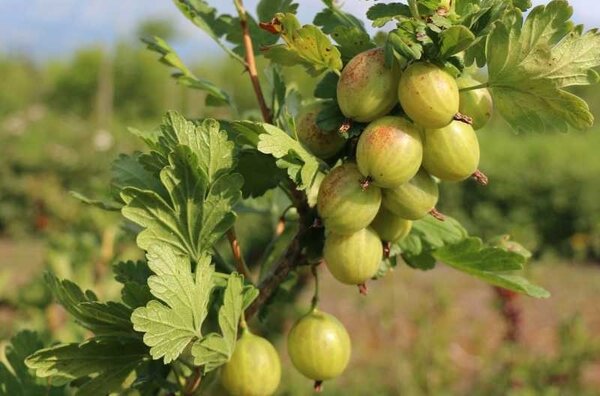 Groseille &agrave; maquereau, Ribes uva crispa, Greenling, r&eacute;sistante &agrave; l'o&iuml;dium et mildiou