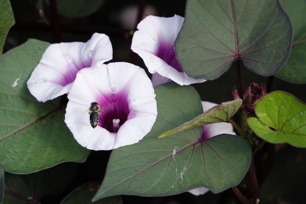 Patate douce ornementale Sugabeatuy 'Blooming Lady', Ipomoea batatas