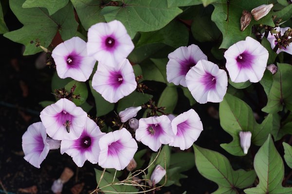 Patate douce ornementale Sugabeatuy &laquo; Blooming Lady &raquo;, Ipomoea batatas