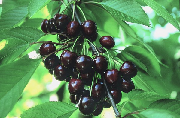 Planter cerisier Prunus avium Giorgia Lubera