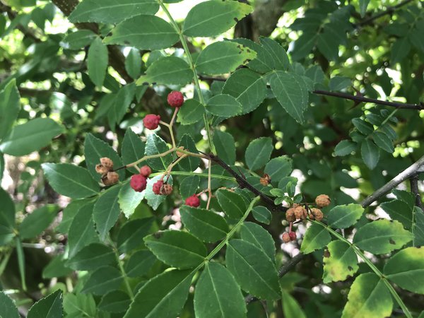 Poivrier du Sichuan,  Zanthoxylum americanum