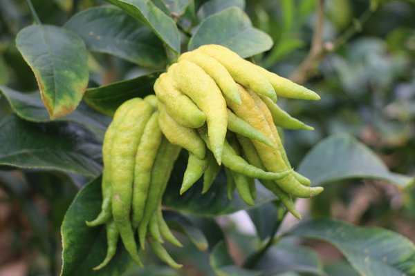 C&eacute;drat citron Main de Bouddha Citrus medica sarcodactylis digitata
