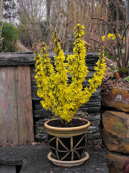 Zwerg-Forsythie, Goldl�ckchen, 'Nimbus' - Forsythia intermedia 'Nimbus'