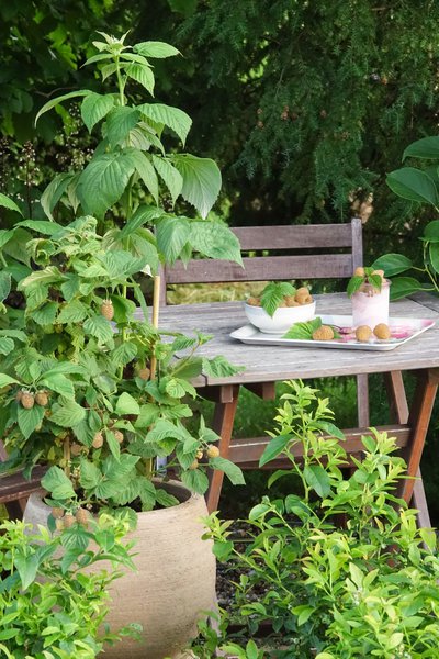Quel terreau pour les framboisiers, framboisier nain Lowberry Goodasgold, Lubera