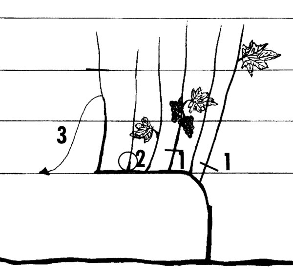 Illustration, dessin, vigne en cordon, taille apr&egrave;s la premi&egrave;re ann&eacute;e, vigne, tailler