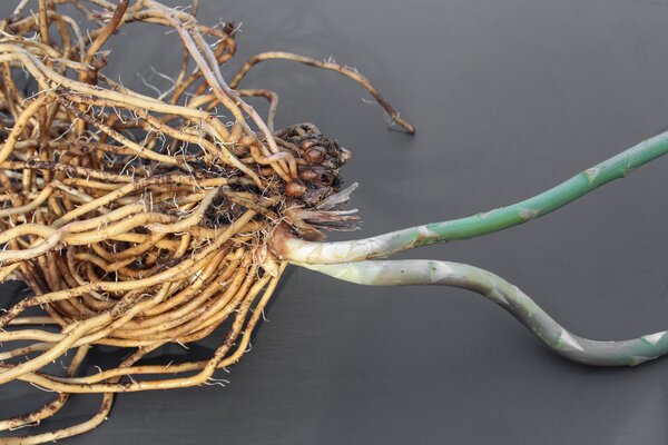 Culture d'asperges, lubera, plant en racines nues, Cultiver des asperges