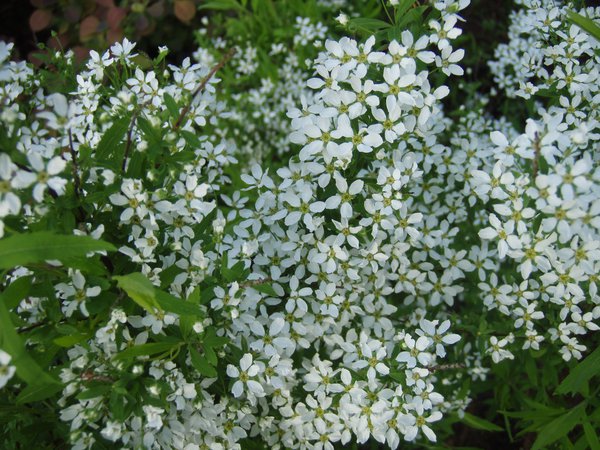 Spiraea thunbergii, colorations automnales