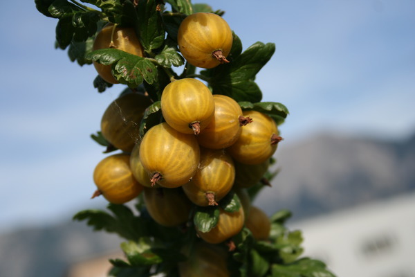 Planter, tailler et cultiver les groseilles &agrave; maquereau, Ribes uva-crispa, Lubera, Crispa Solemio