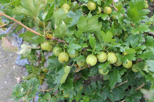 Planter, tailler et cultiver les groseilles &agrave; maquereau, Ribes uva-crispa, Lubera, Easycrisp Mr. Green