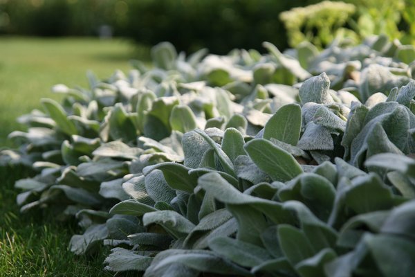 diviser les plantes vivaces