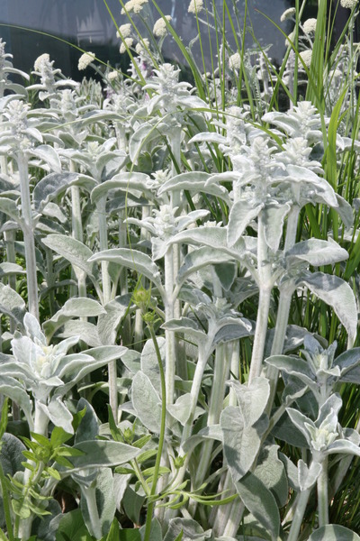 Stachys byzantina