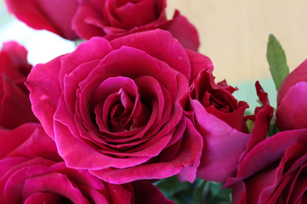 Roter Duft&nbsp;97, Planter des rosiers &agrave; grandes fleurs