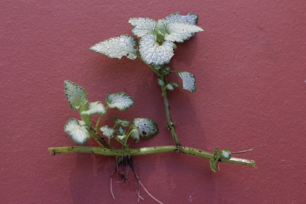 Diviser les plantes vivaces, diviser et multiplier le Lamium, massif de plantes vivaces, boutures, rhizomes et racines