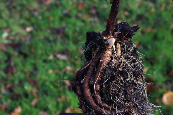 Diviser les pivoines, planter des pivoines
