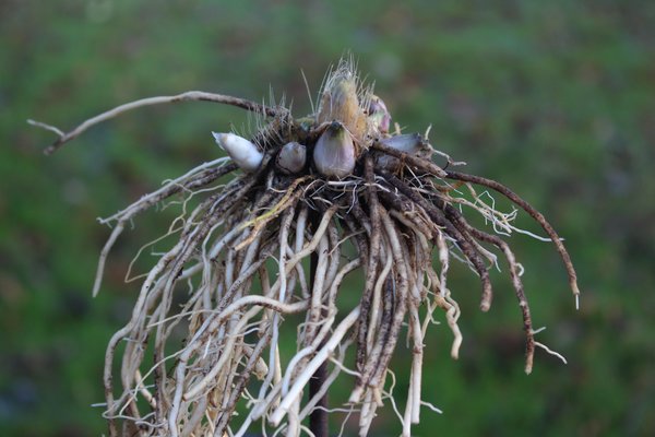 Diviser les plantes vivaces, diviser et multiplier un Hosta, massif de plantes vivaces, rhizomes et racines