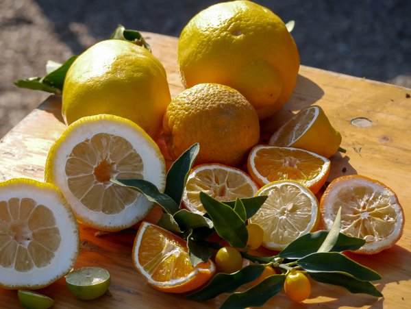Terre pour citronnier