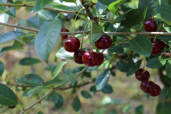 cerises m&ucirc;res et rouges sur une branche