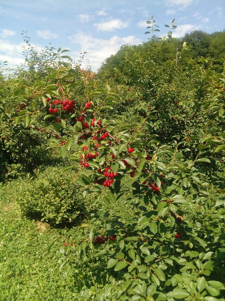 Die Ernte der roten Kirschfr�chte naht, sie h�ngen reif am Strauch