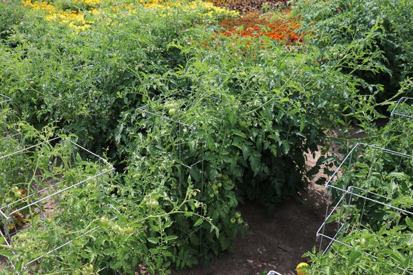 Tomatenplanzen, Z&uuml;chtung Strauchtomaten Erziehung, Lubera