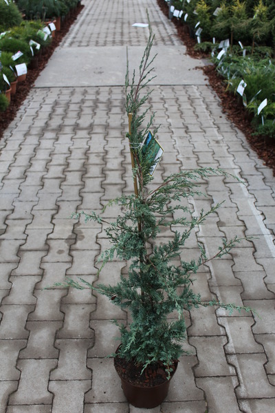 Strauch-Wacholder 'Glauca'