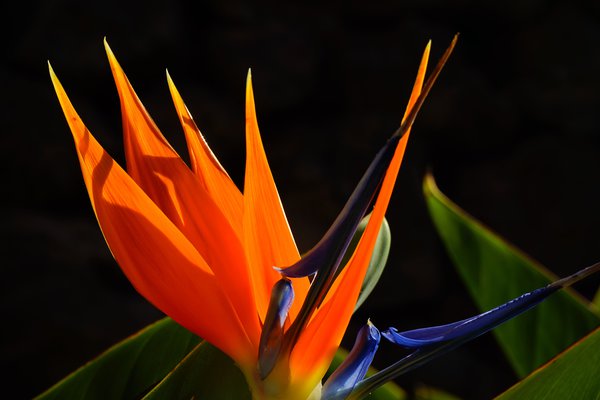 Strelitzia, oiseau du paradis (Strelitzia reginae)