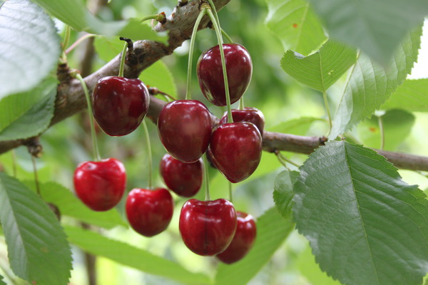 Planter un cerisier Cerise douce Kordia Lubera