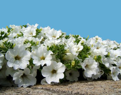 Surfinia blanc