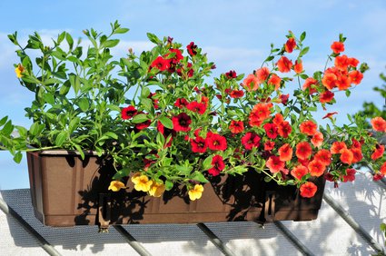 Balconni&egrave;res avec mini-surfinias