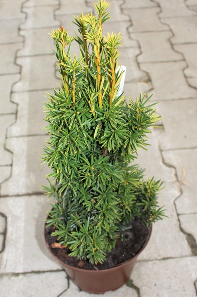 Gold-S�uleneibe 'Fastigiata Aureomarginata'
