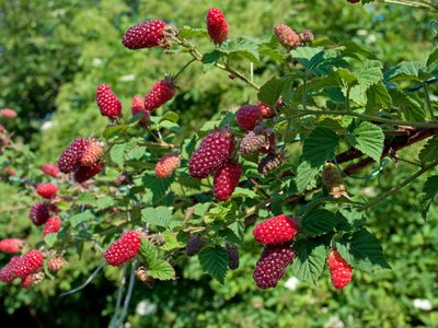 Tayberries &agrave; diff&eacute;rents stades de maturit&eacute;